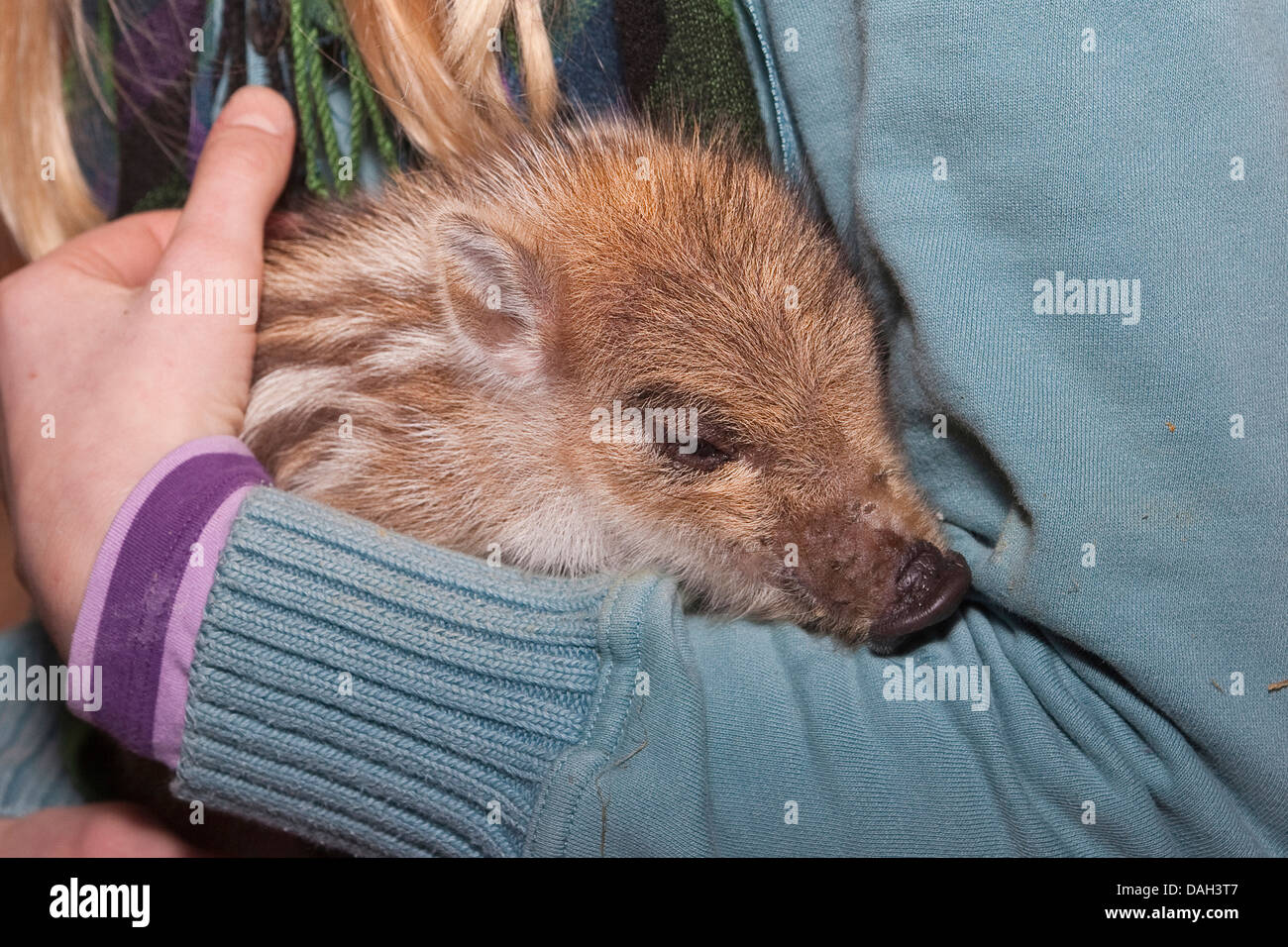 Il cinghiale, maiale, il cinghiale (Sus scrofa), orfano di tame runt giacente in quelle armi, Germania Foto Stock