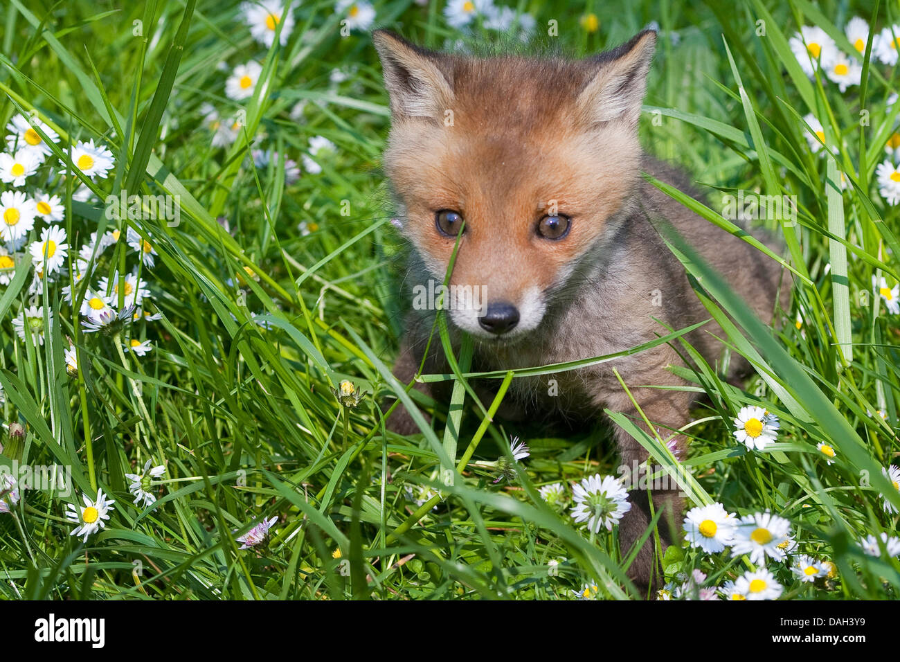 Red Fox (Vulpes vulpes vulpes), cucciolo seduto in un prato, Germania Foto Stock