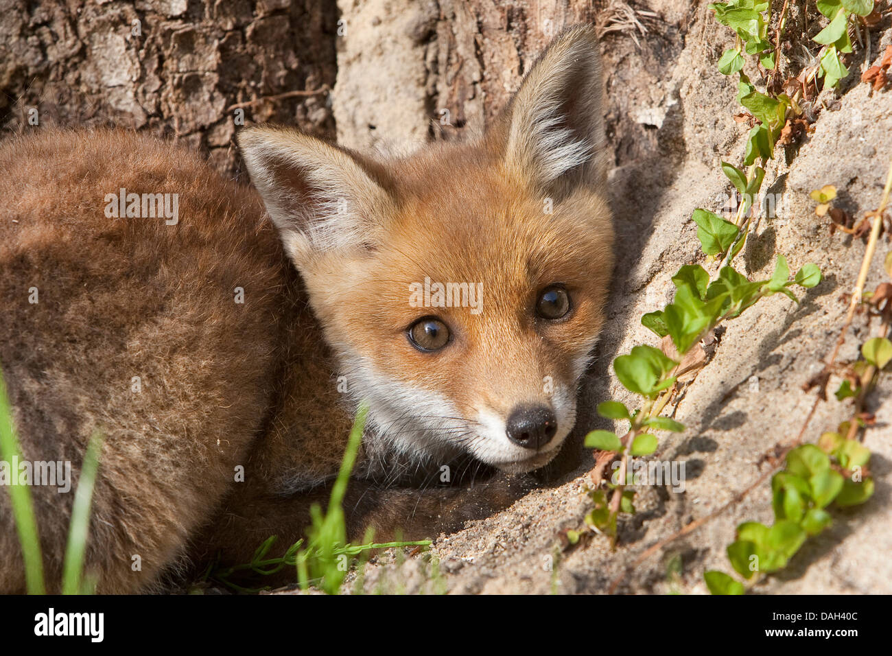 Red Fox (Vulpes vulpes vulpes), cucciolo sul terreno sabbioso terreno, Germania Foto Stock