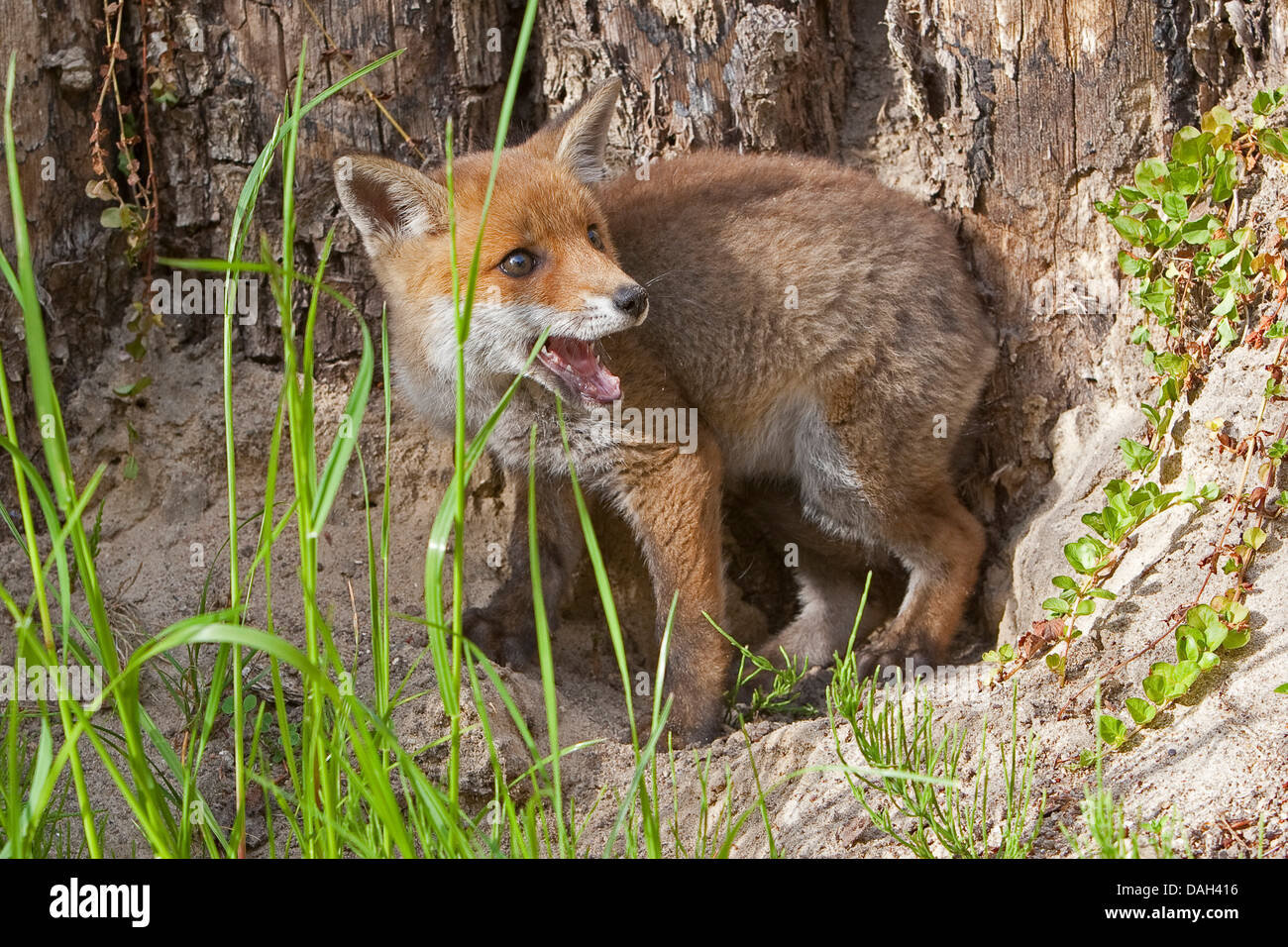 Red Fox (Vulpes vulpes vulpes), cucciolo in piedi sul suolo sabbioso terreno, Germania Foto Stock