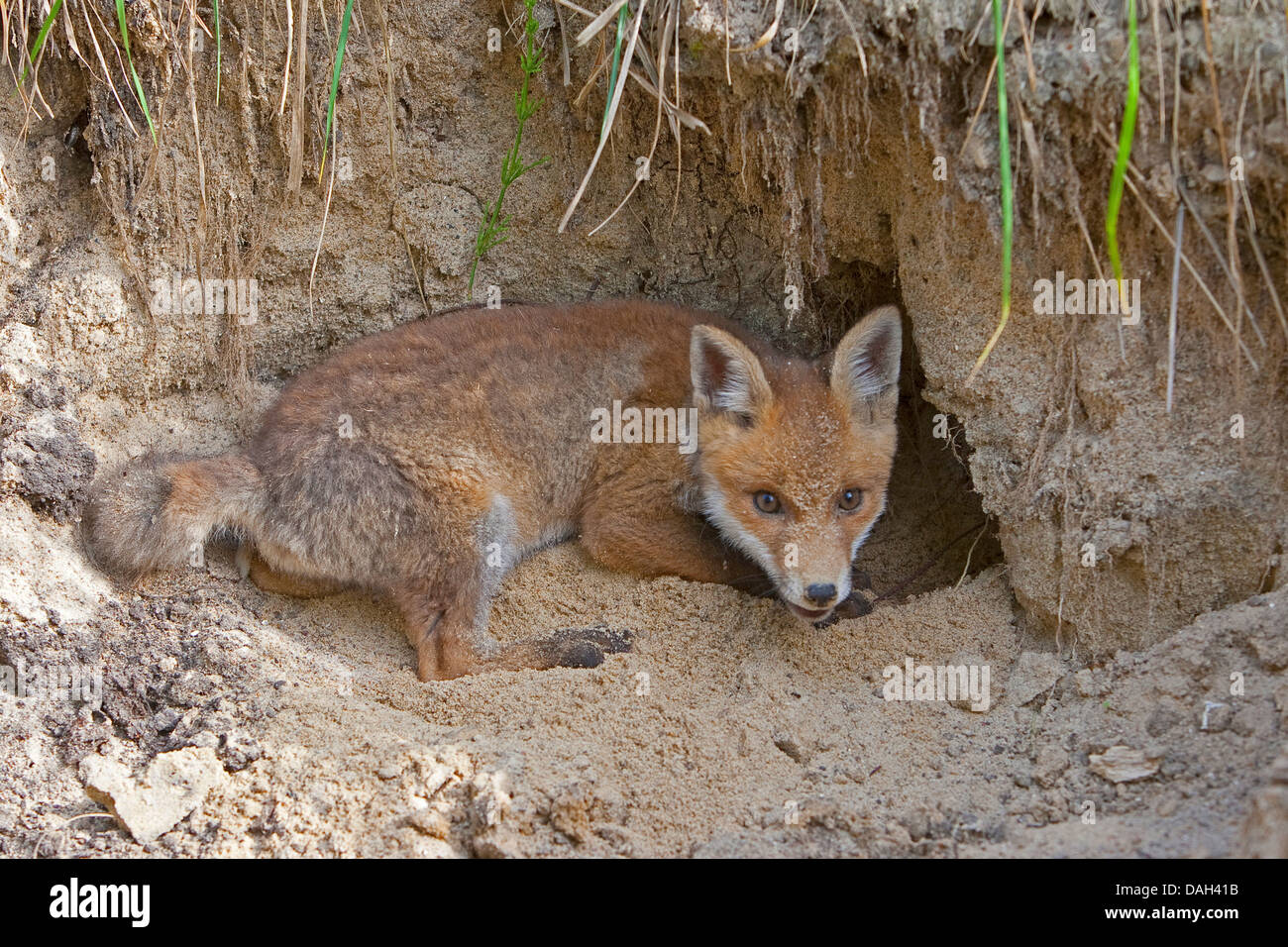 Red Fox (Vulpes vulpes vulpes), cucciolo lo scavo nel terreno sabbioso terreno, Germania Foto Stock