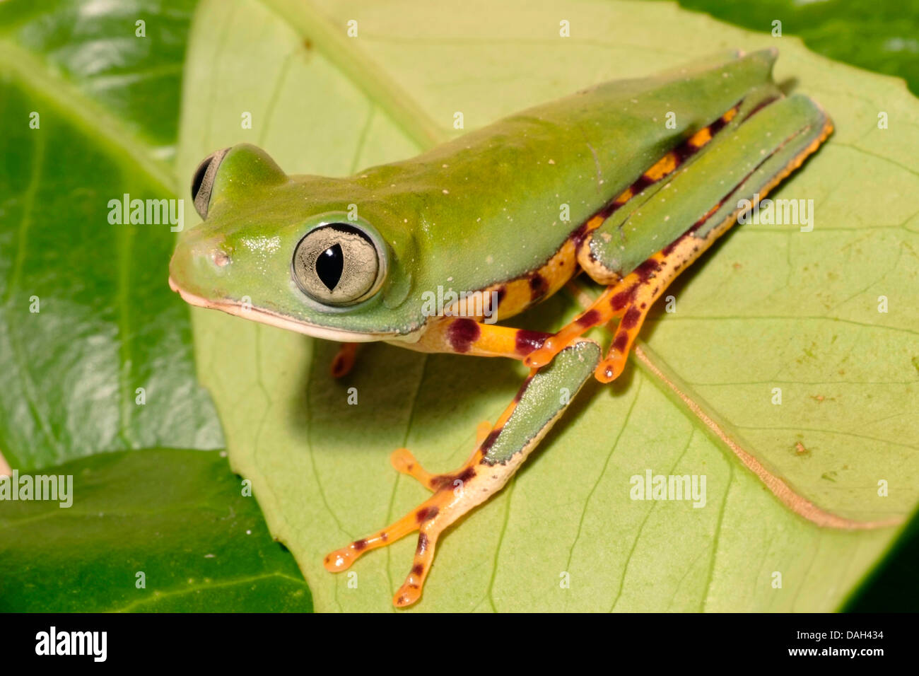 Bloccate leaf rana, Tiger-striped foglia (rana Phyllomedusa tomopterna), su una foglia Foto Stock