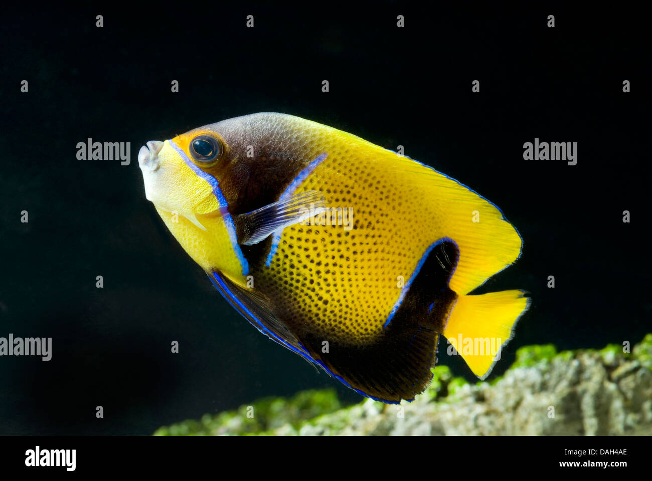 Blu-cinto angelfish, maestose anglefisch (Euxiphipops navarchus, Pomacanthus navarchus), nuoto Foto Stock