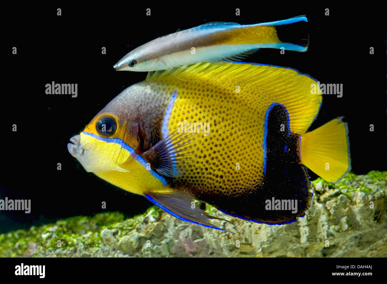 Blu-cinto angelfish, maestose anglefish (Euxiphipops navarchus, Pomacanthus navarchus), insieme con un altro pesce di corallo Foto Stock