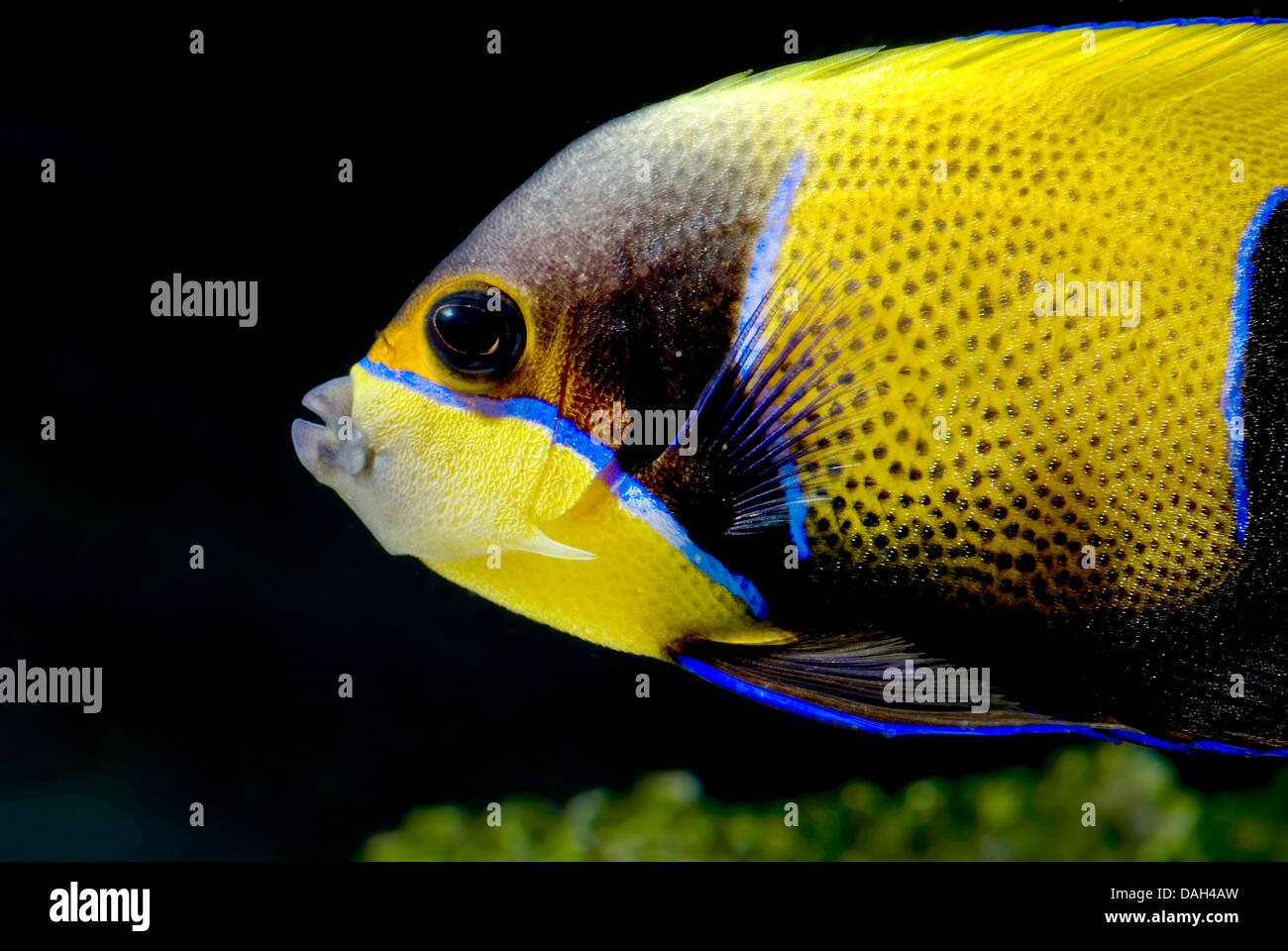 Blu-cinto angelfish, maestose anglefisch (Euxiphipops navarchus, Pomacanthus navarchus), ritratto Foto Stock