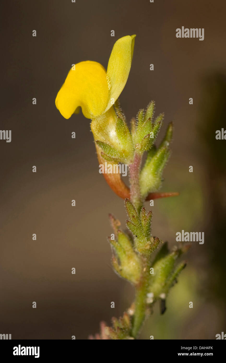 Toadflax (Linaria bipunctata subsp. glutinosa), fioritura, Portogallo, Aljezur Foto Stock