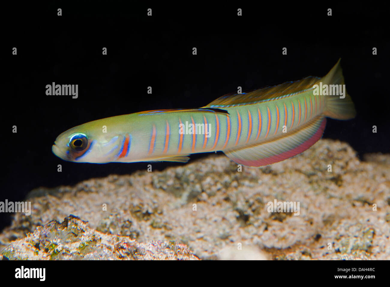 Dartfish (Ptereleotris zebra), piscina al fondo dell'acquario Foto Stock