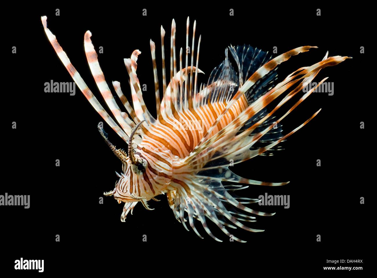 Red firefish, pesci leone, devil firefish, fireworkfish, leone rosso (pterois volitans), nuoto Foto Stock