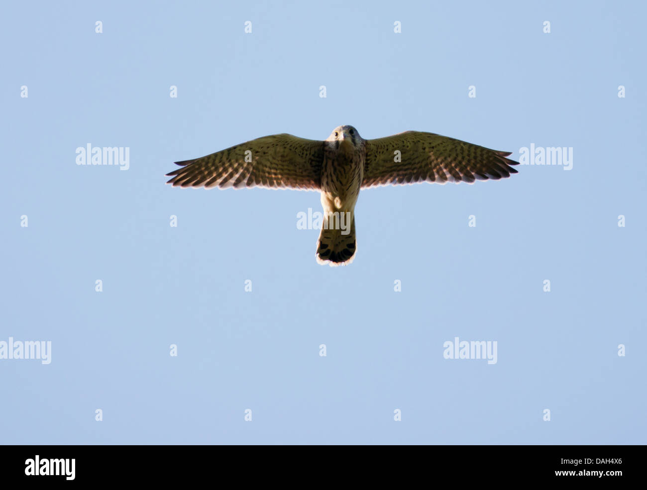 Wild capretti il gheppio, il Falco tinnunculus in volo Foto Stock