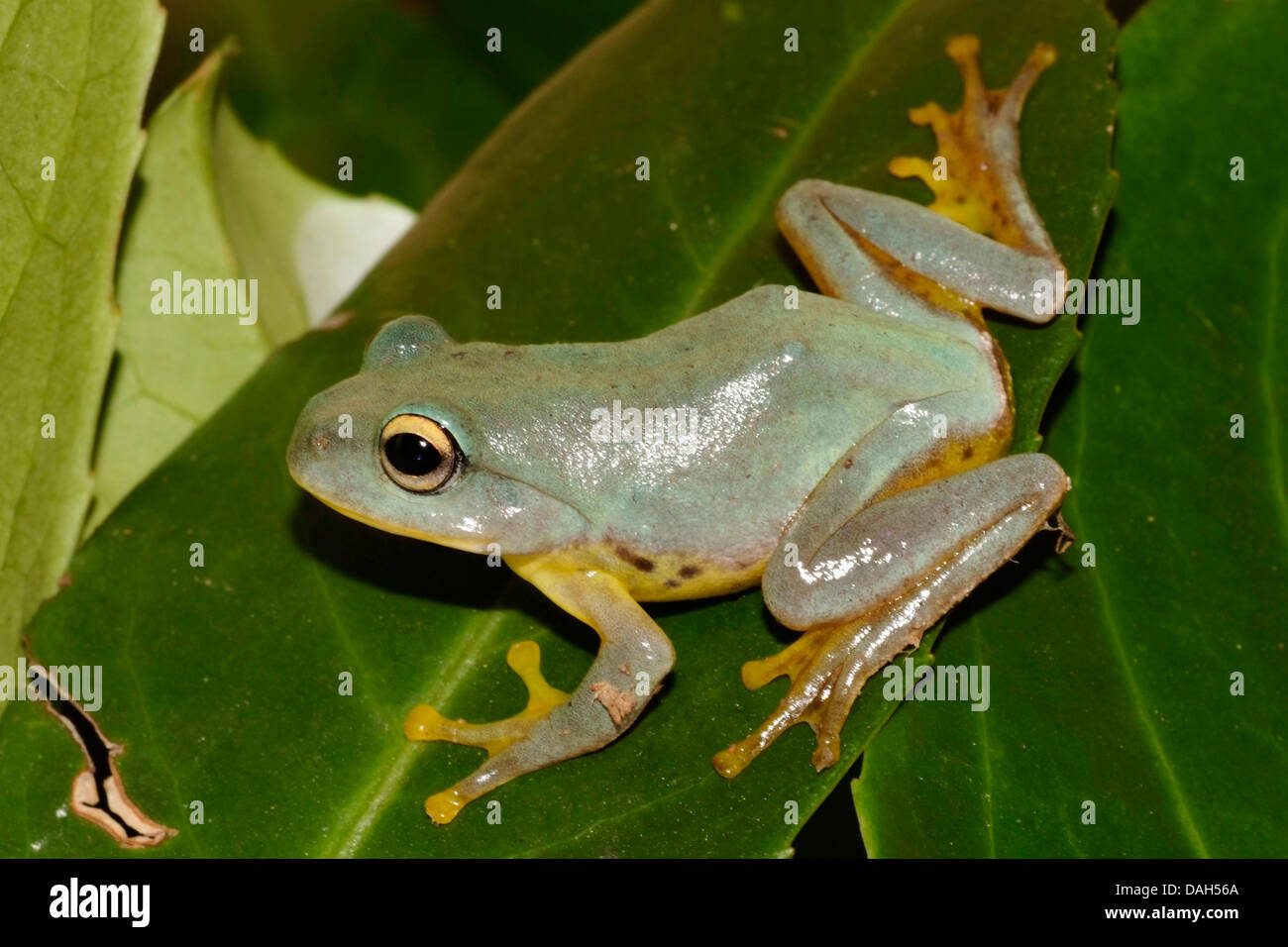 Owston's Green Treefrog (Rhacophorus owstoni), su una foglia Foto Stock