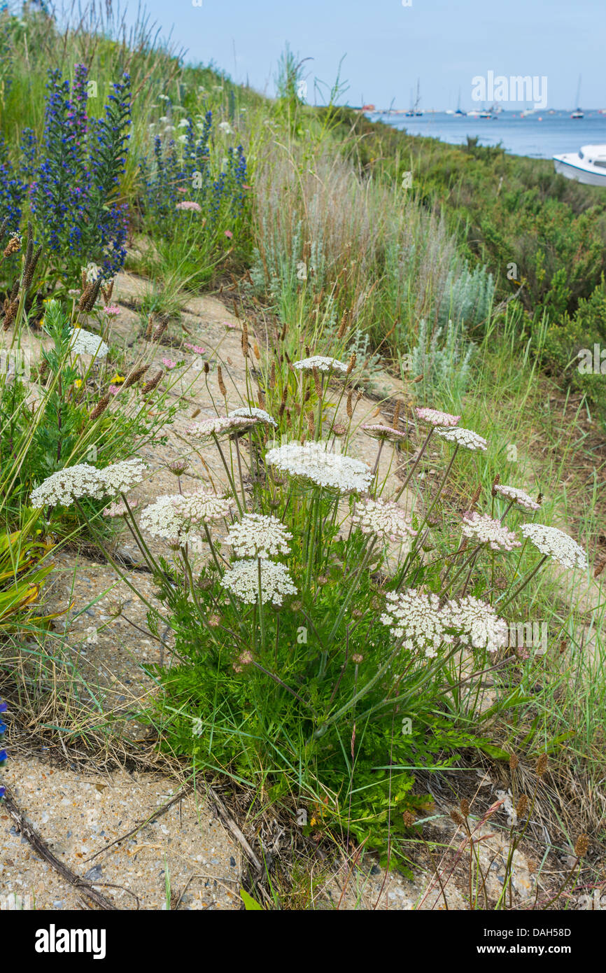 Wild carota, Daucus Carota, stabilito in concreto le difese del mare, a nord di Norfolk, Inghilterra. Foto Stock