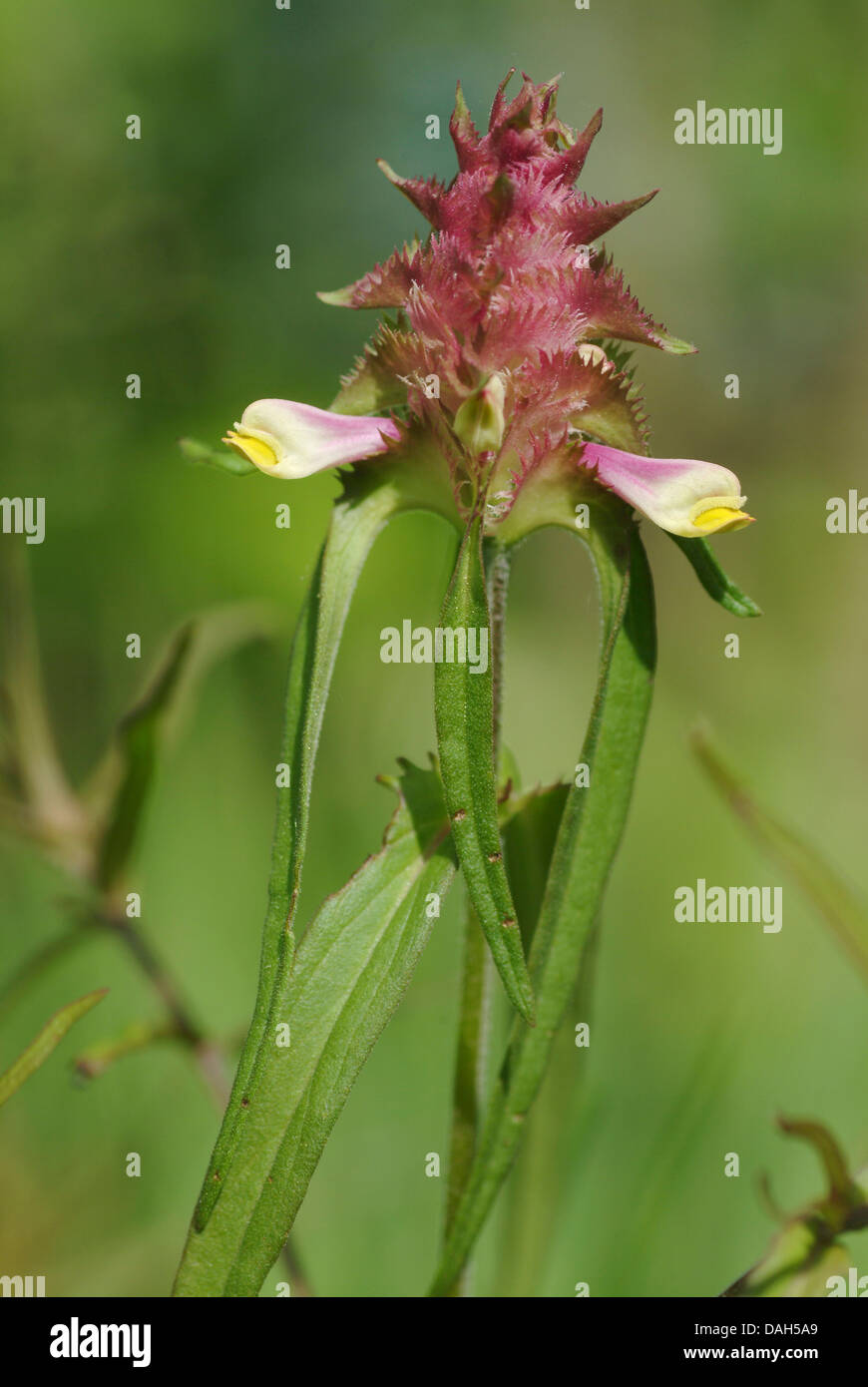 Crested cow-frumento (Melampyrum cristatum), infiorescenza, Germania Foto Stock