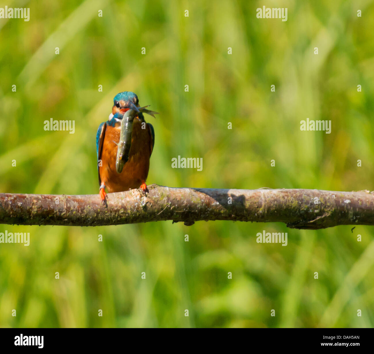 Comune maschio Kingfisher (Alcedo atthis) arroccato con pesci di grandi dimensioni Foto Stock