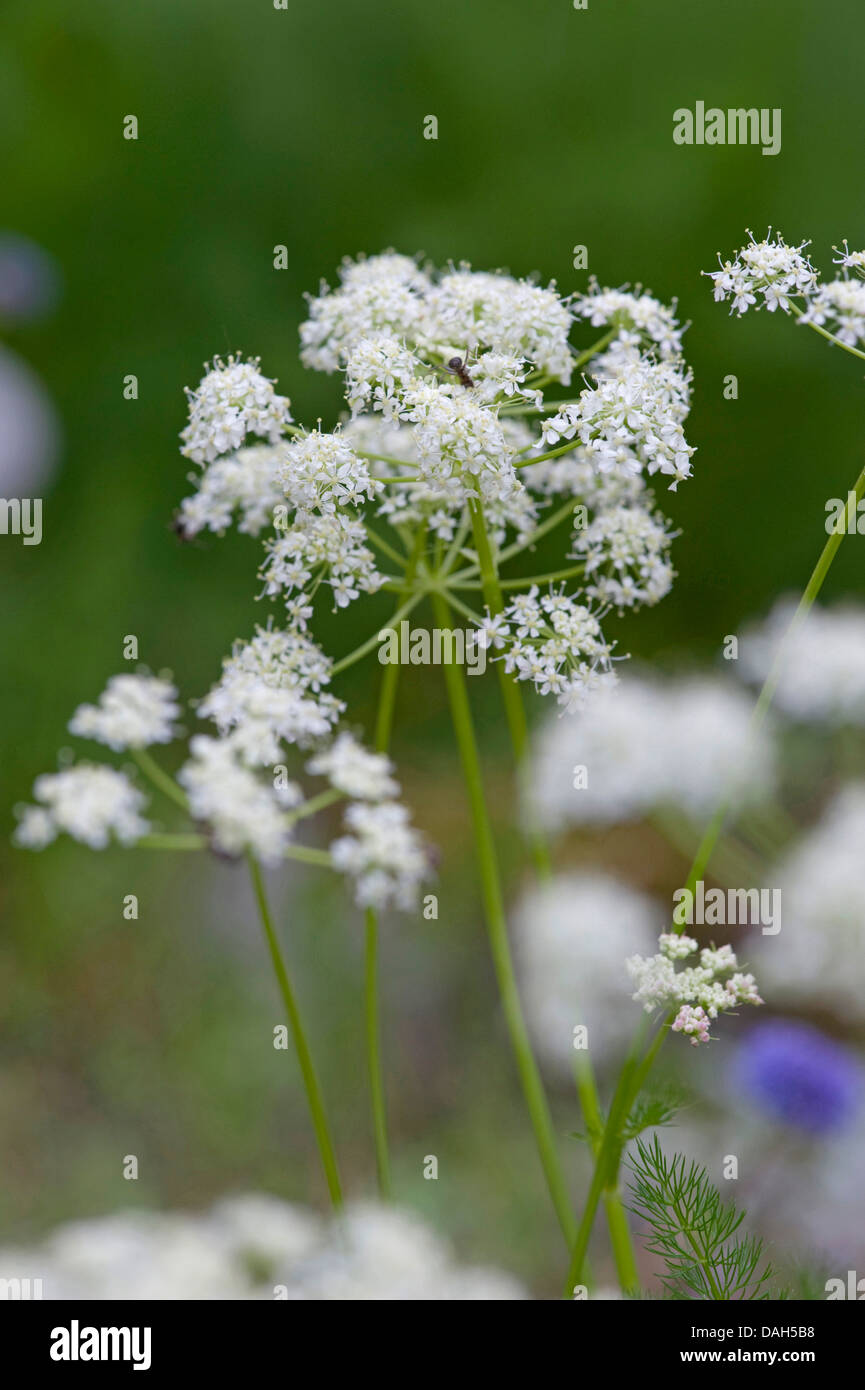 Spignel (Meum athamanticum), fioritura, Germania Foto Stock
