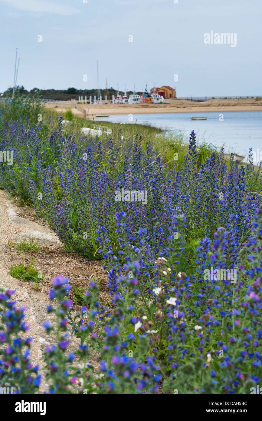 Echium vulgare, viper dell bugloss, stabilito in concreto le difese del mare, Pozzi accanto al mare, Norfolk, Inghilterra Foto Stock