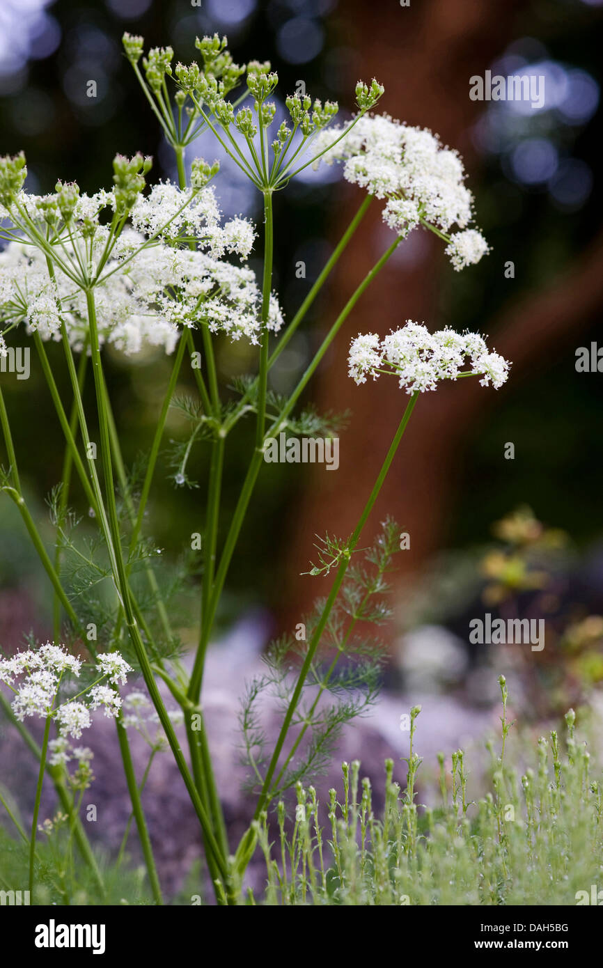 Spignel (Meum athamanticum), fioritura, Germania Foto Stock
