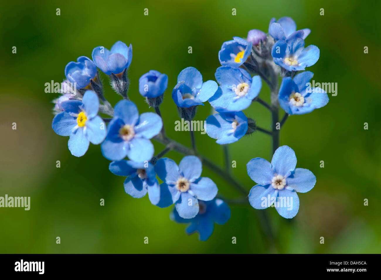 Dimenticare alpino-me-non (Myosotis alpestris), fioritura, la Svizzera, la Schynige Platte Foto Stock