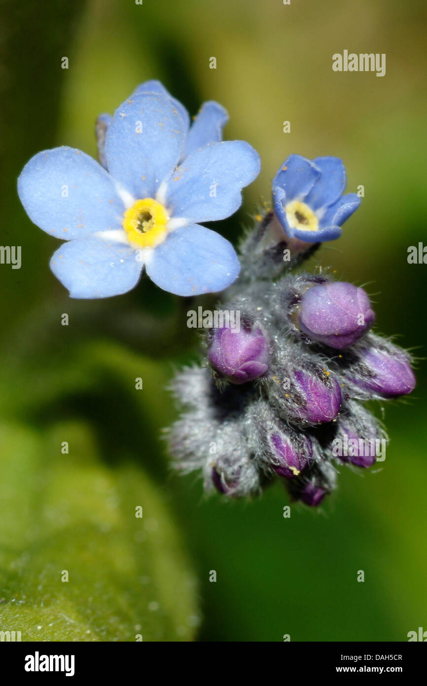 Dimenticare alpino-me-non (Myosotis alpestris), fioritura, Svizzera Oberland bernese Foto Stock
