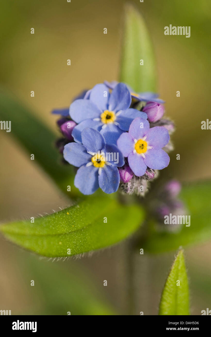 Dimenticare alpino-me-non (Myosotis alpestris), fioritura, Germania Foto Stock