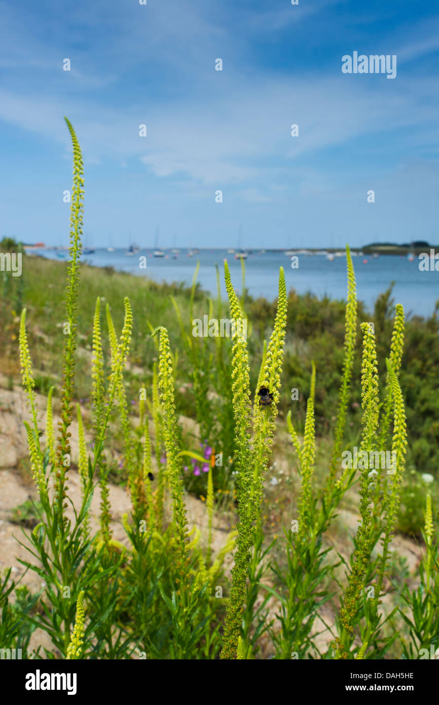 Saldare, Reseda Luteola, stabilito sul mare muro di difesa, Pozzi accanto al mare, Norfolk, Inghilterra Foto Stock
