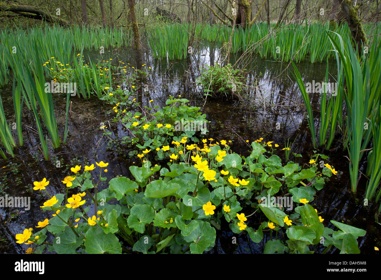 Marsh calendula (Caltha palustris), che fiorisce in una palude, Germania Foto Stock