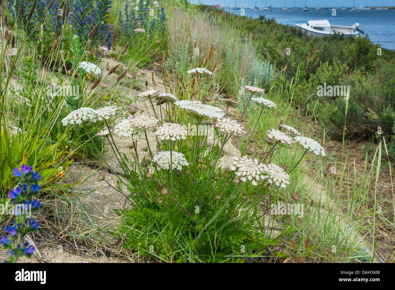 Wild carota, Daucus Carota, stabilito in concreto le difese del mare, a nord di Norfolk, Inghilterra. Foto Stock