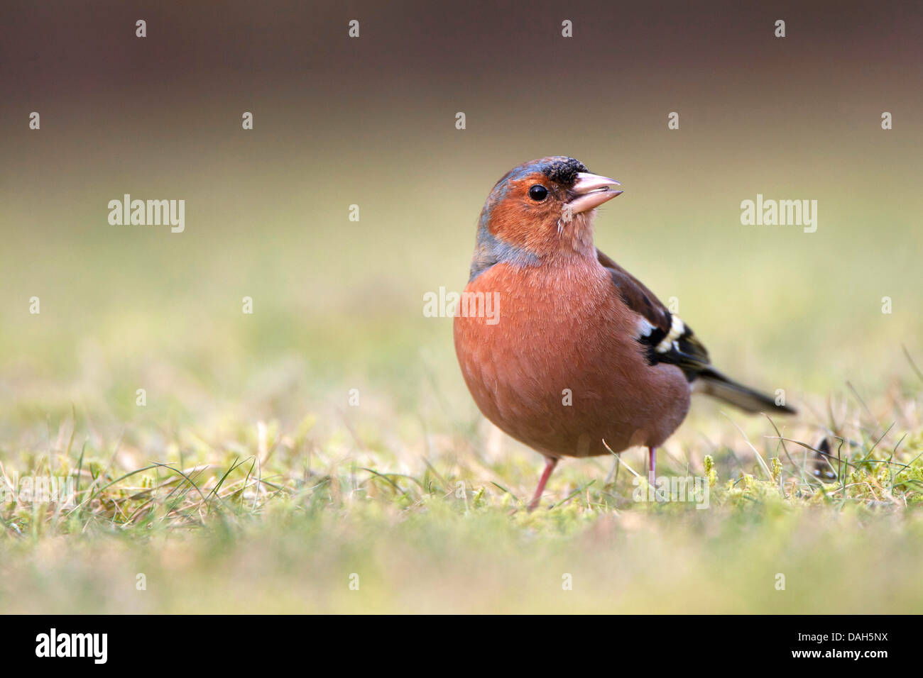 (Fringuello Fringilla coelebs), seduti in un prato e alimentazione, Belgio Foto Stock