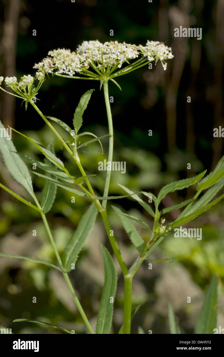 Corky a frutto grosso acqua-dropwort, Corkyfruit, Waterdropwort, acqua Dropwort (Oenanthe pimpinelloides), fioritura Foto Stock