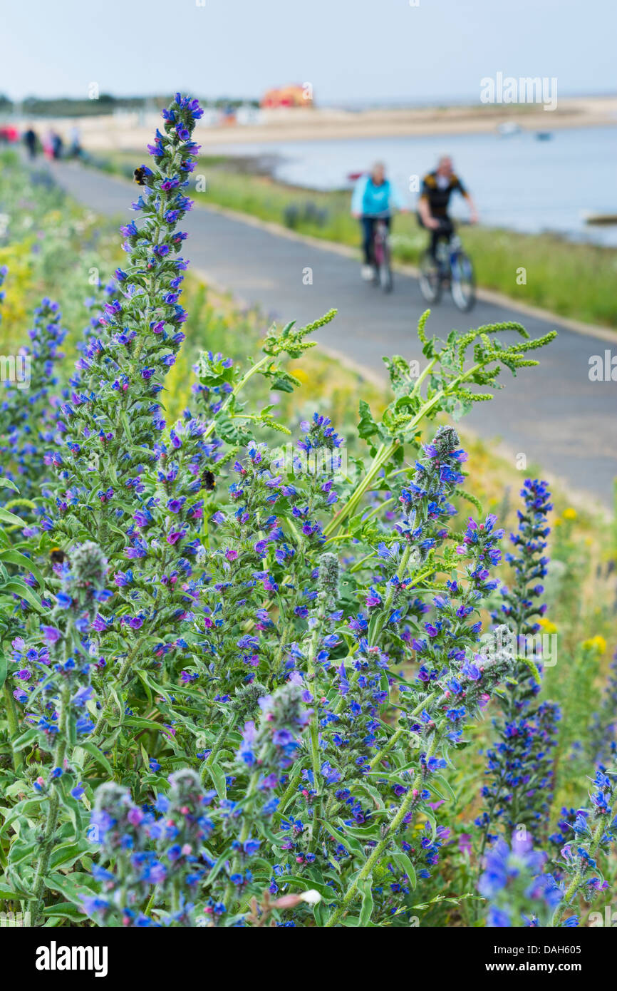 Echium vulgare, viper dell bugloss, stabilito in concreto le difese del mare, Pozzi accanto al mare, Norfolk, Inghilterra Foto Stock