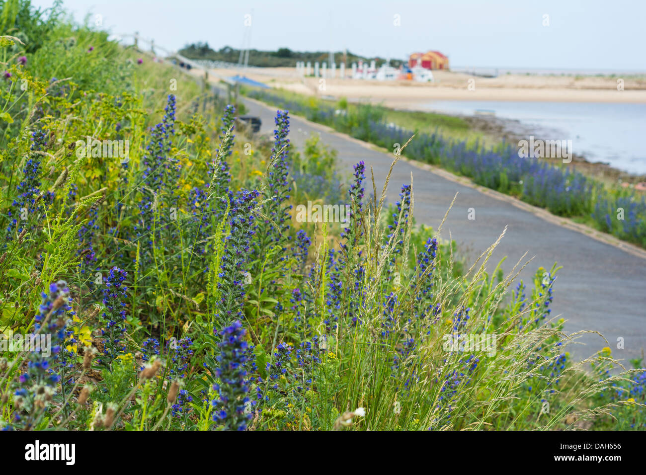Echium vulgare, viper dell bugloss, stabilito in concreto le difese del mare, Pozzi accanto al mare, Norfolk, Inghilterra Foto Stock