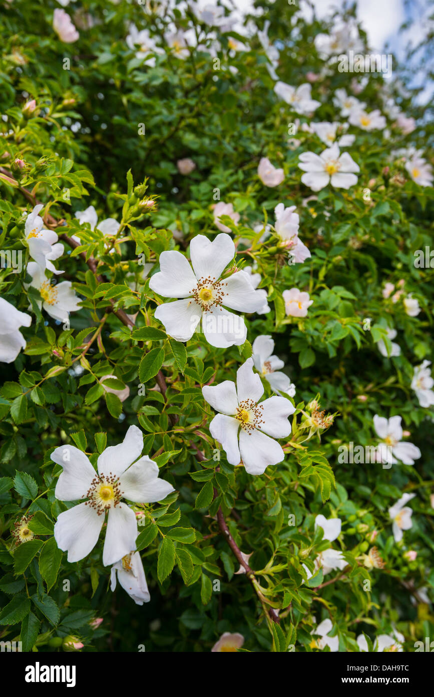 Selvatica rosa canina Rosa canina, in fiore, crescendo nella siepe. Foto Stock