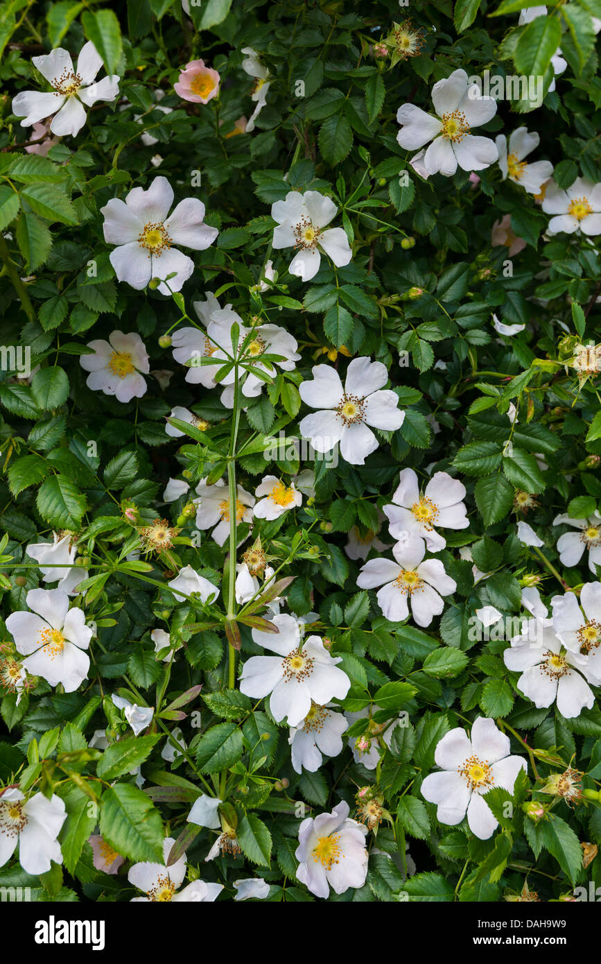 Selvatica rosa canina Rosa canina, in fiore, crescendo nella siepe. Foto Stock