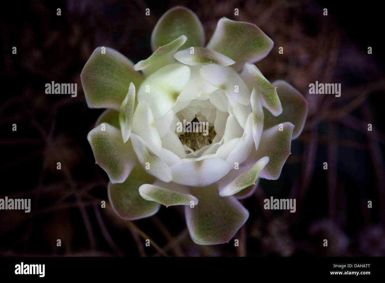 Cactus bianco fiori in un giardino in Penonome, Cocle Affitto provincia, Repubblica di Panama. Foto Stock