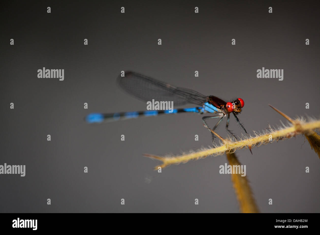 Libellula colorato nella foresta a Las Minas in Cocle Affitto provincia, Repubblica di Panama. Foto Stock