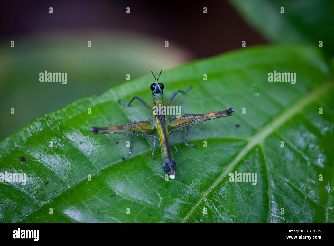 Strano e insetto colorato in Altos de Campana national park, provincia di Panama, Repubblica di Panama. Foto Stock