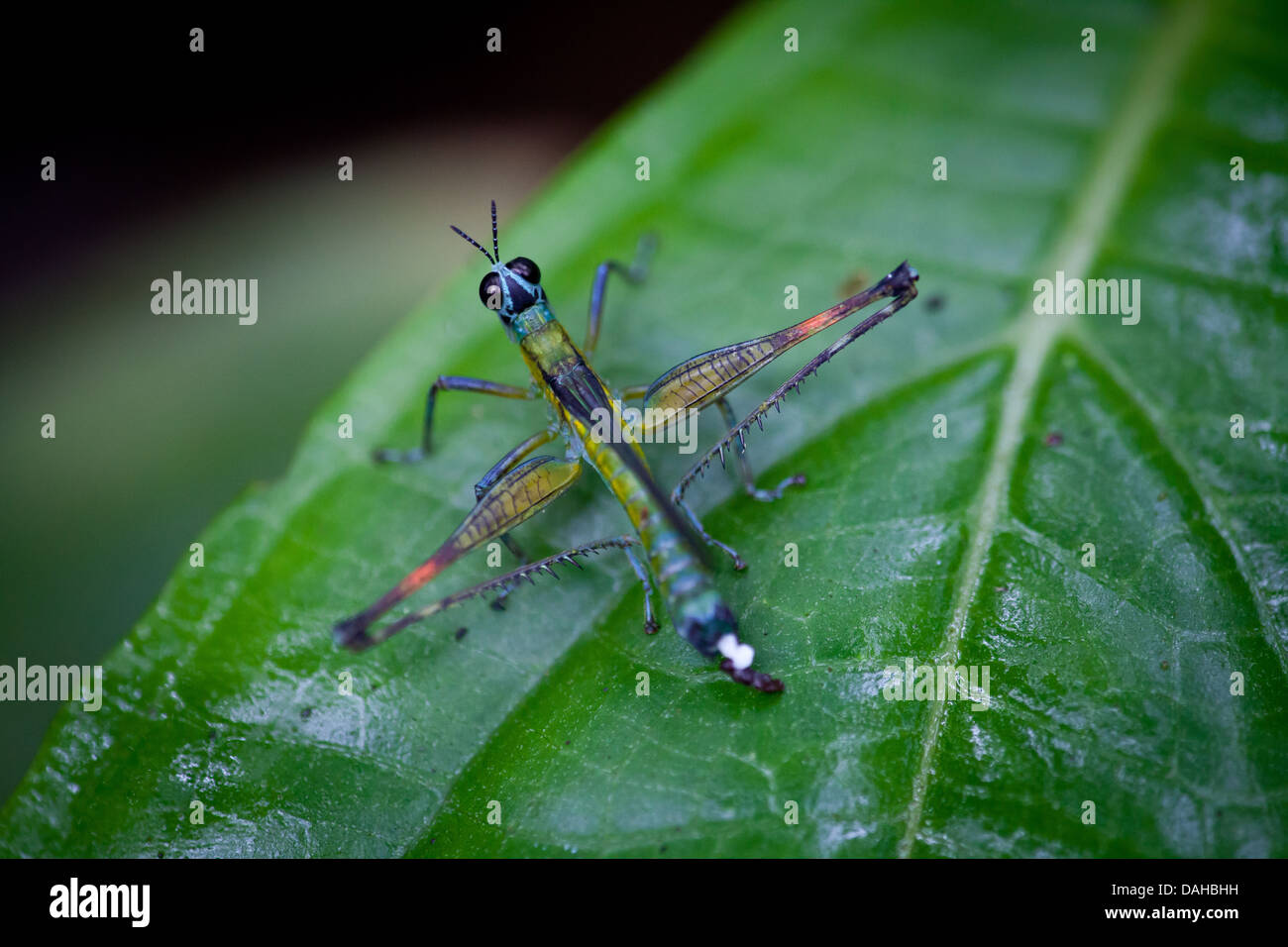 Strano e insetto colorato in Altos de Campana national park, provincia di Panama, Repubblica di Panama. Foto Stock