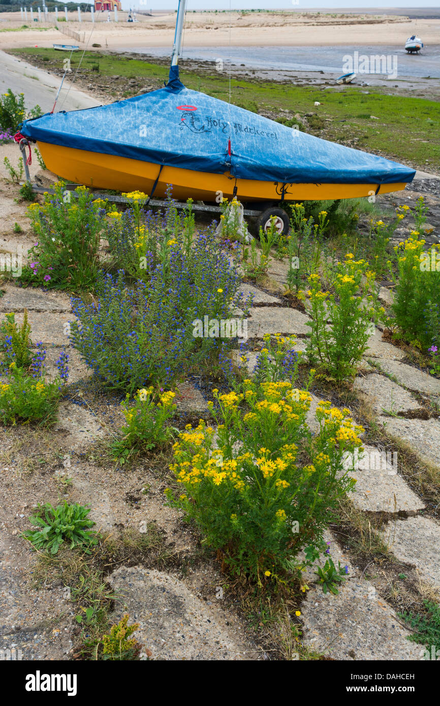 Fiori Selvatici costiere, Pozzi beach bank, Pozzi accanto al mare. Foto Stock