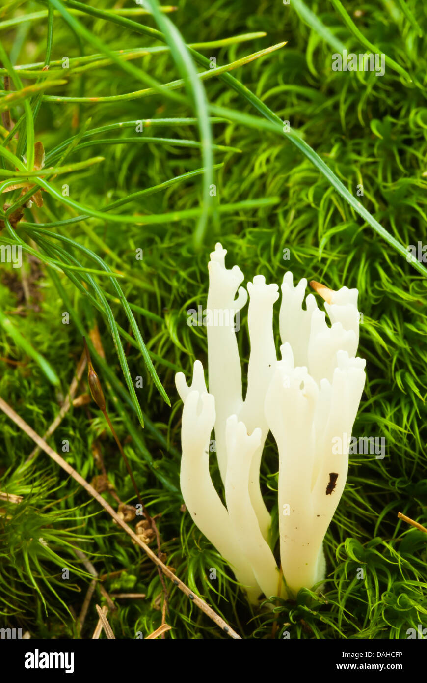 Cresta di gallo bianco corallo (fungo Clavulina cristata) crescente tra il muschio, Bon Echo Provincial Park, Ontario Foto Stock