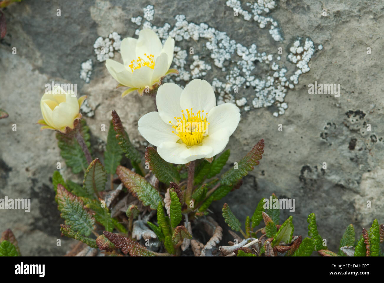 Bianco-fioritura di montagna (avens Dryas hookeriana) crescere accanto a un lichen incrostati di roccia, Ptarmigan Cirque, Kananaskis Alberta Foto Stock