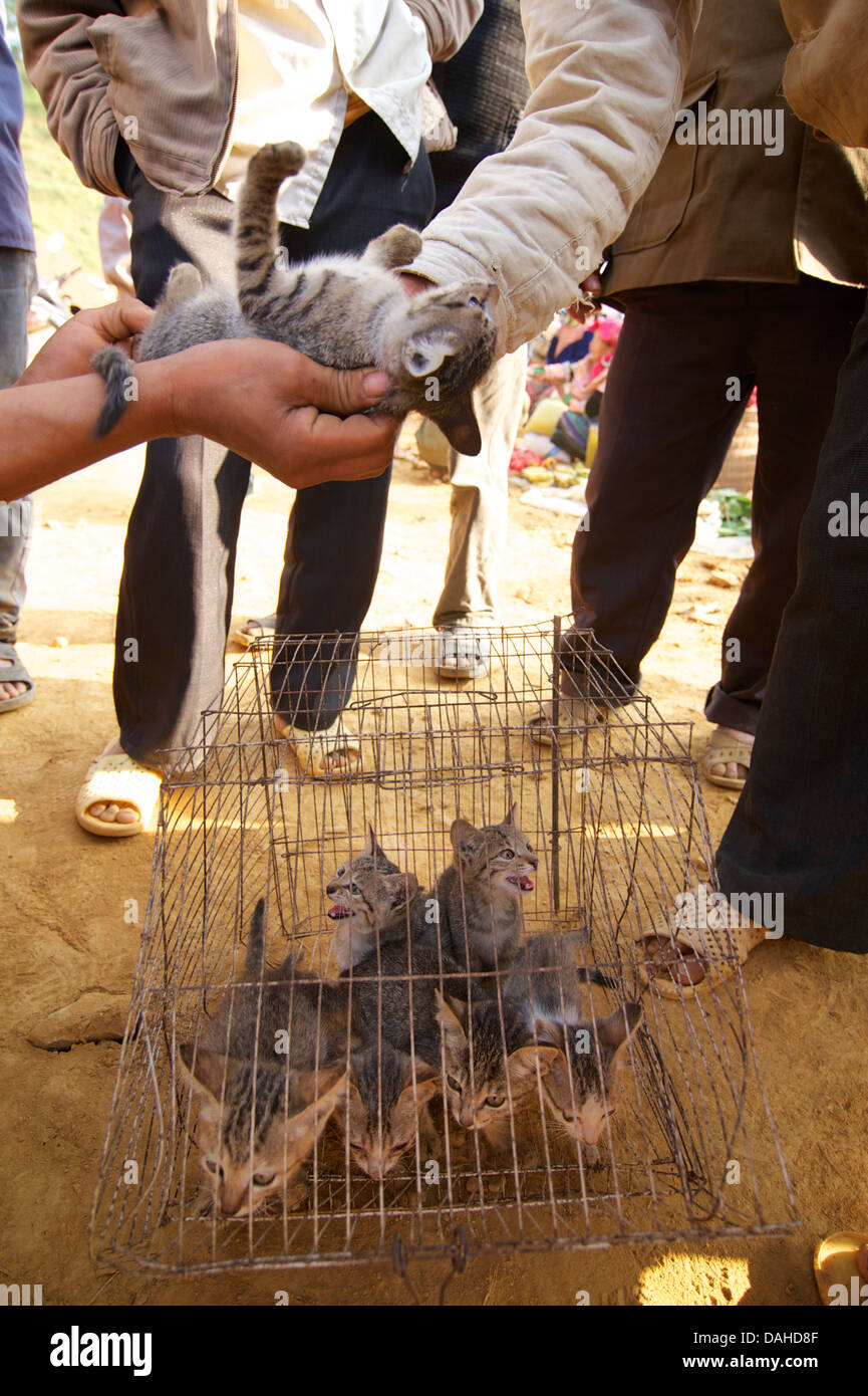 Cuccioli in vendita al mercato può cau, vicino a Bac Ha, Lao Cai Provincia, Vietnam Foto Stock