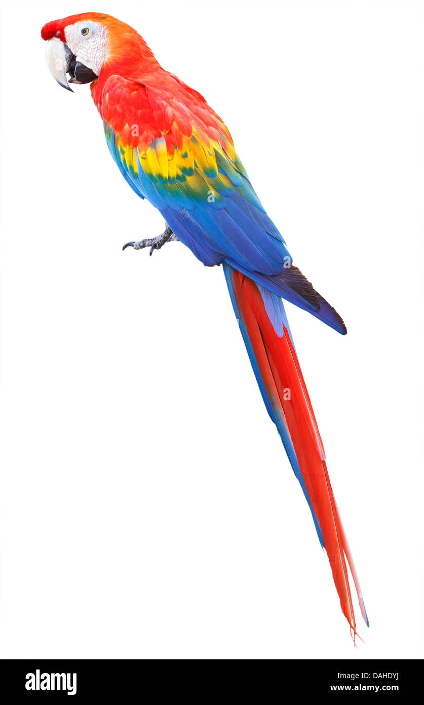 Colorato di rosso pappagalli macaw isolati su sfondo bianco Foto Stock