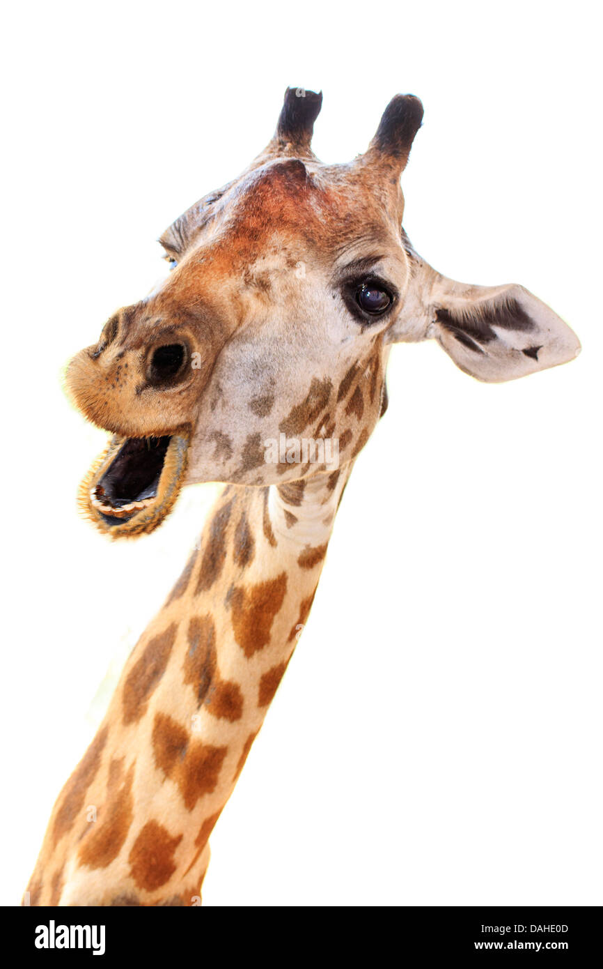 La giraffa faccia di testa guardare divertente isolati su sfondo bianco Foto Stock