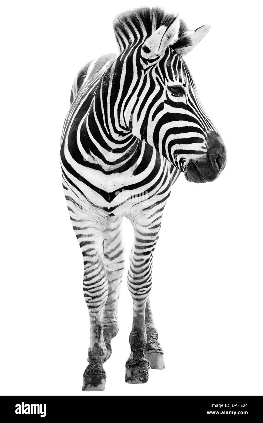 Giovane maschio zebra isolati su sfondo bianco Foto Stock