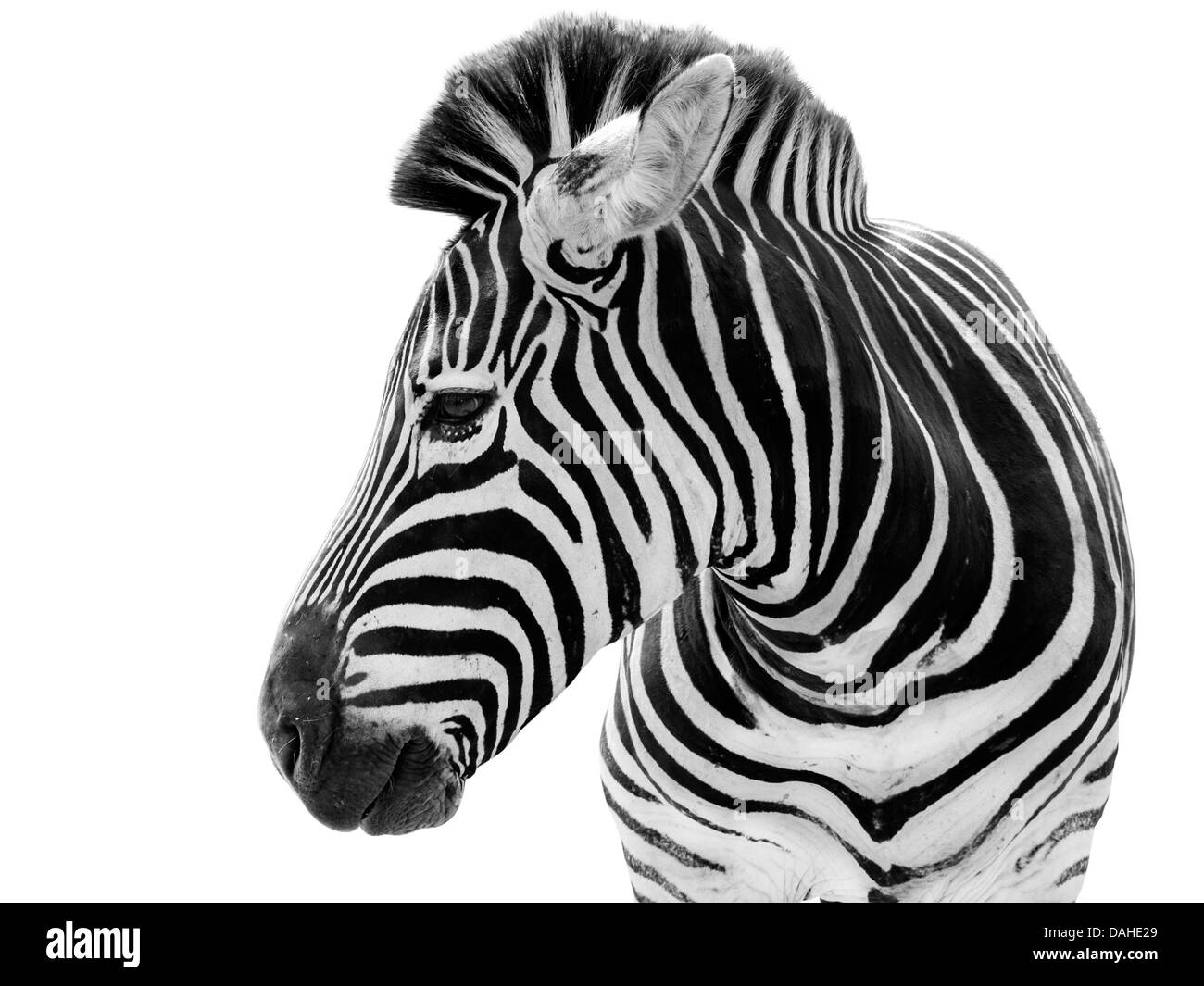 Giovane maschio testa di zebra isolati su sfondo bianco Foto Stock