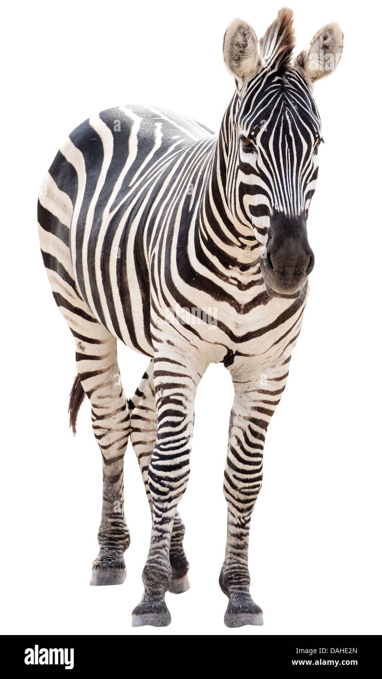 Giovane maschio zebra isolati su sfondo bianco Foto Stock