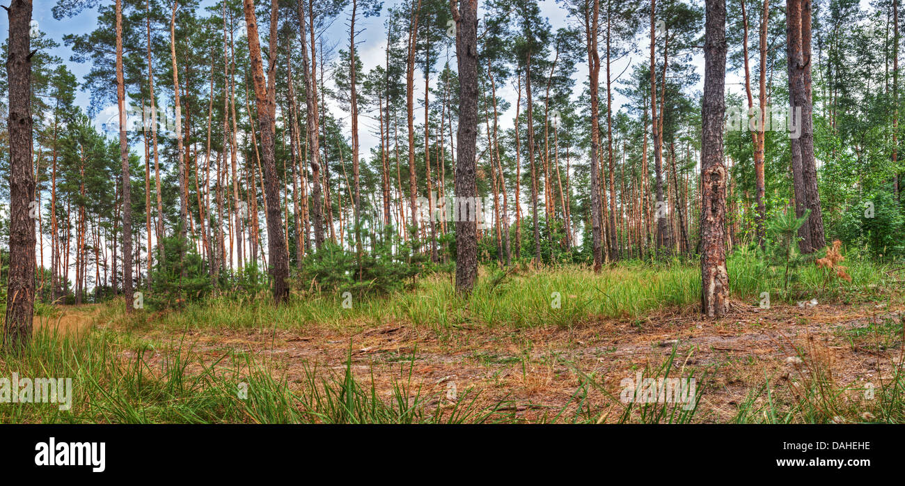 Pineta strada per il giorno Foto Stock