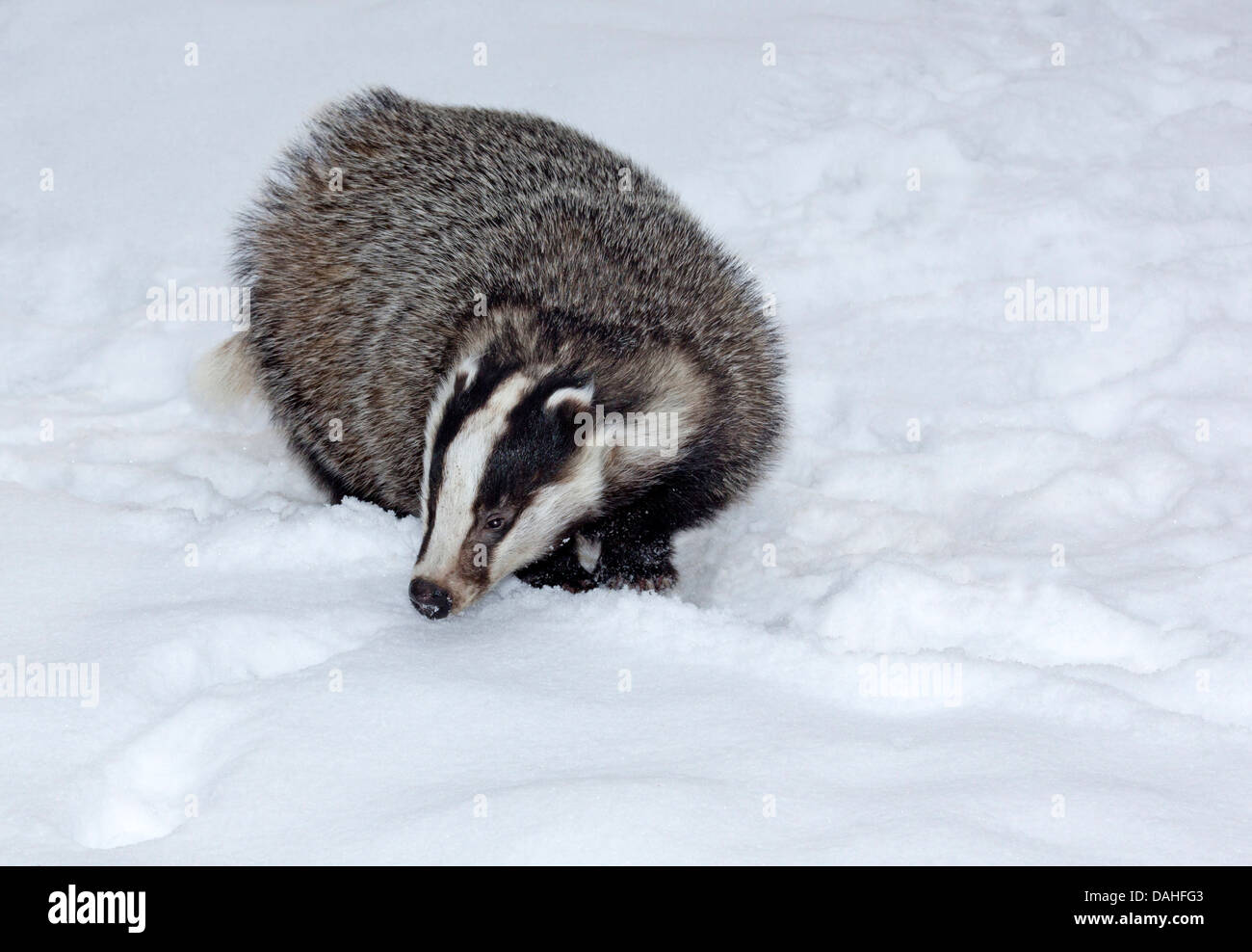 Unione badger con neve / Meles meles Foto Stock