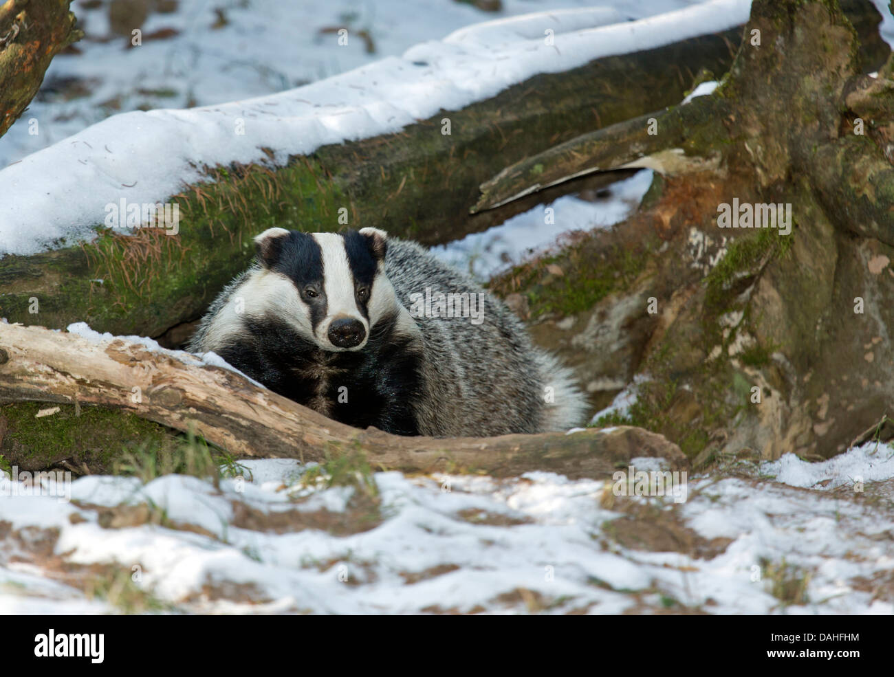 Unione badger nella neve (Meles meles) Foto Stock