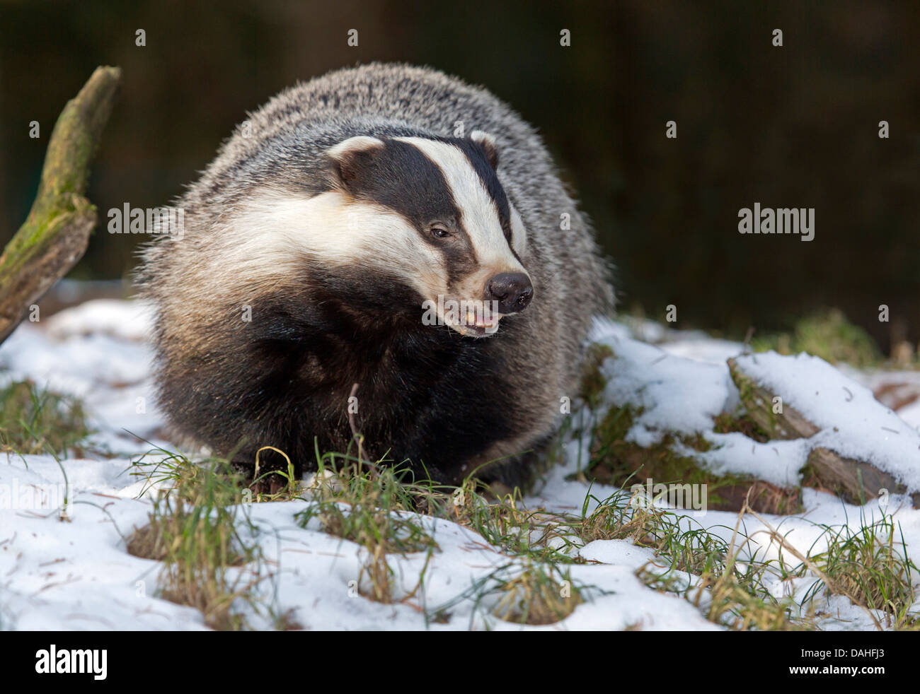 Unione badger nella neve (Meles meles) Foto Stock