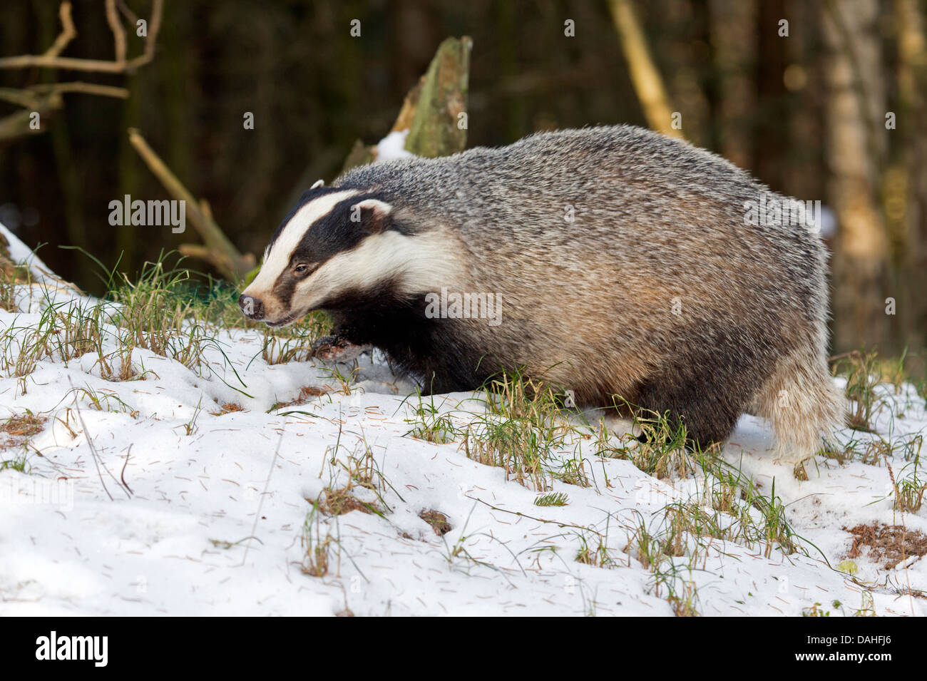 Unione badger nella neve (Meles meles) Foto Stock